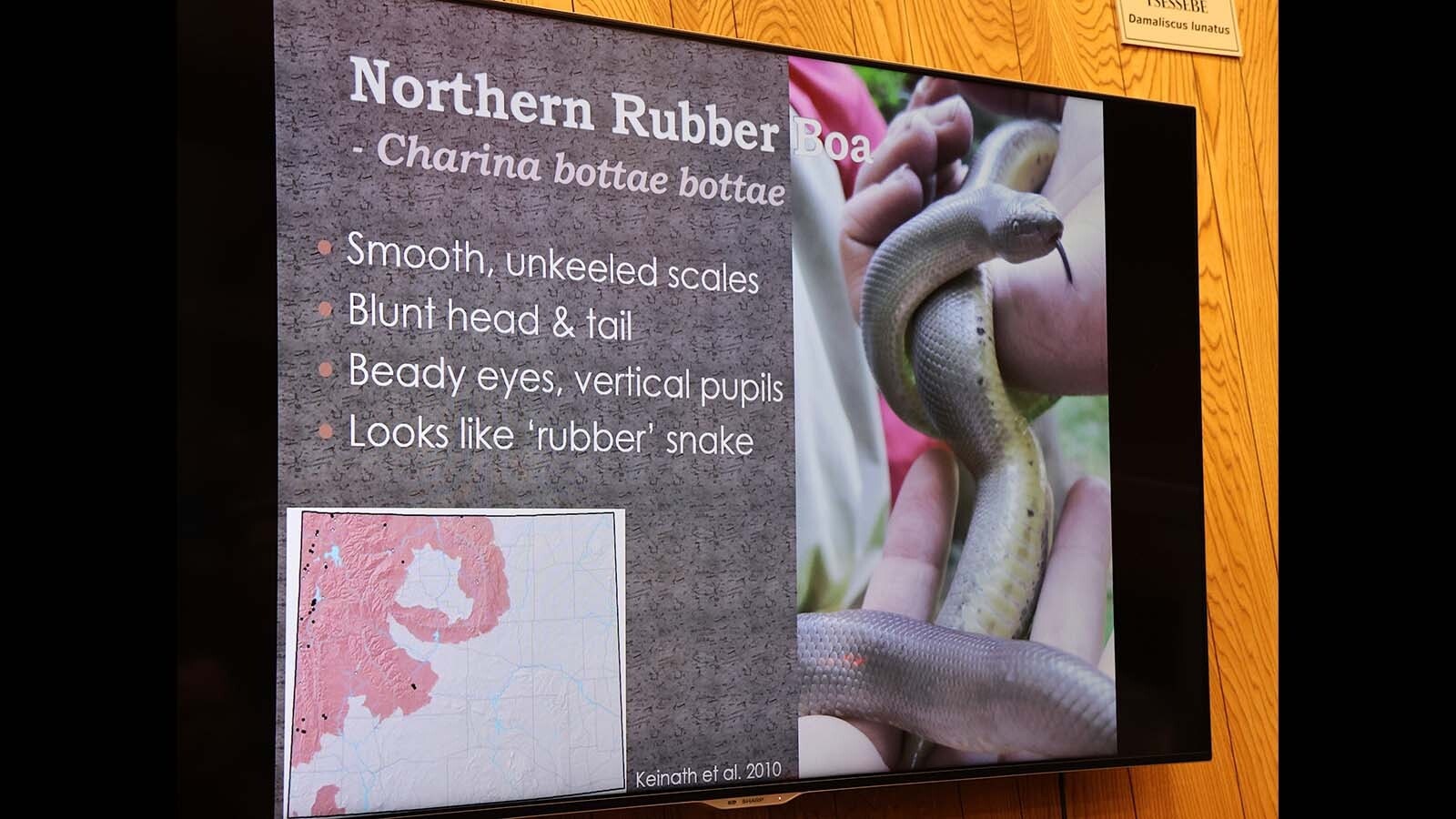 The northern rubber boa looks like a rubber snake, with a blunt head and tail.