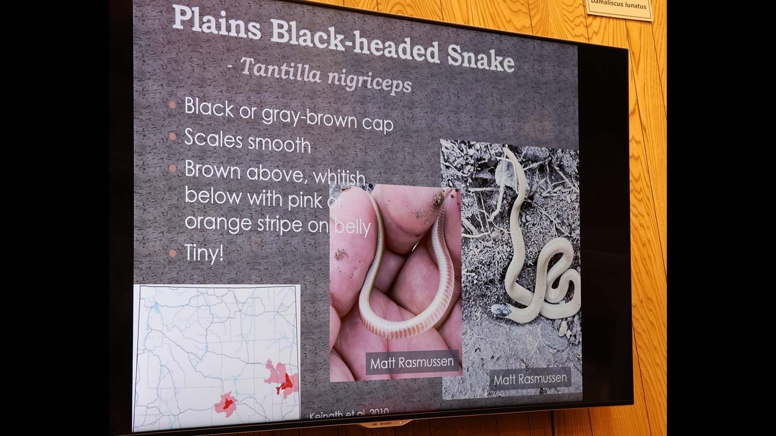 The plains black-headed snake is thought to be rare in the state. But one snake aficionado believes that is just because they are rarely seen. He has seen nine of the 14 identified in the state.