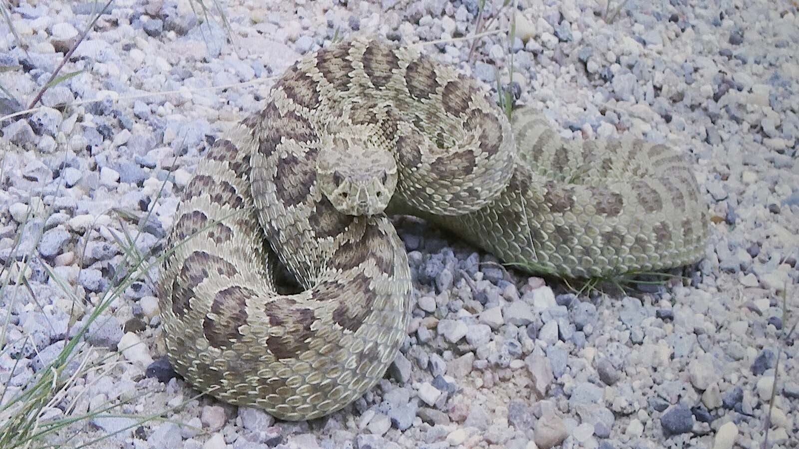 The prairie rattler is one of two venomous snakes in Wyoming.
