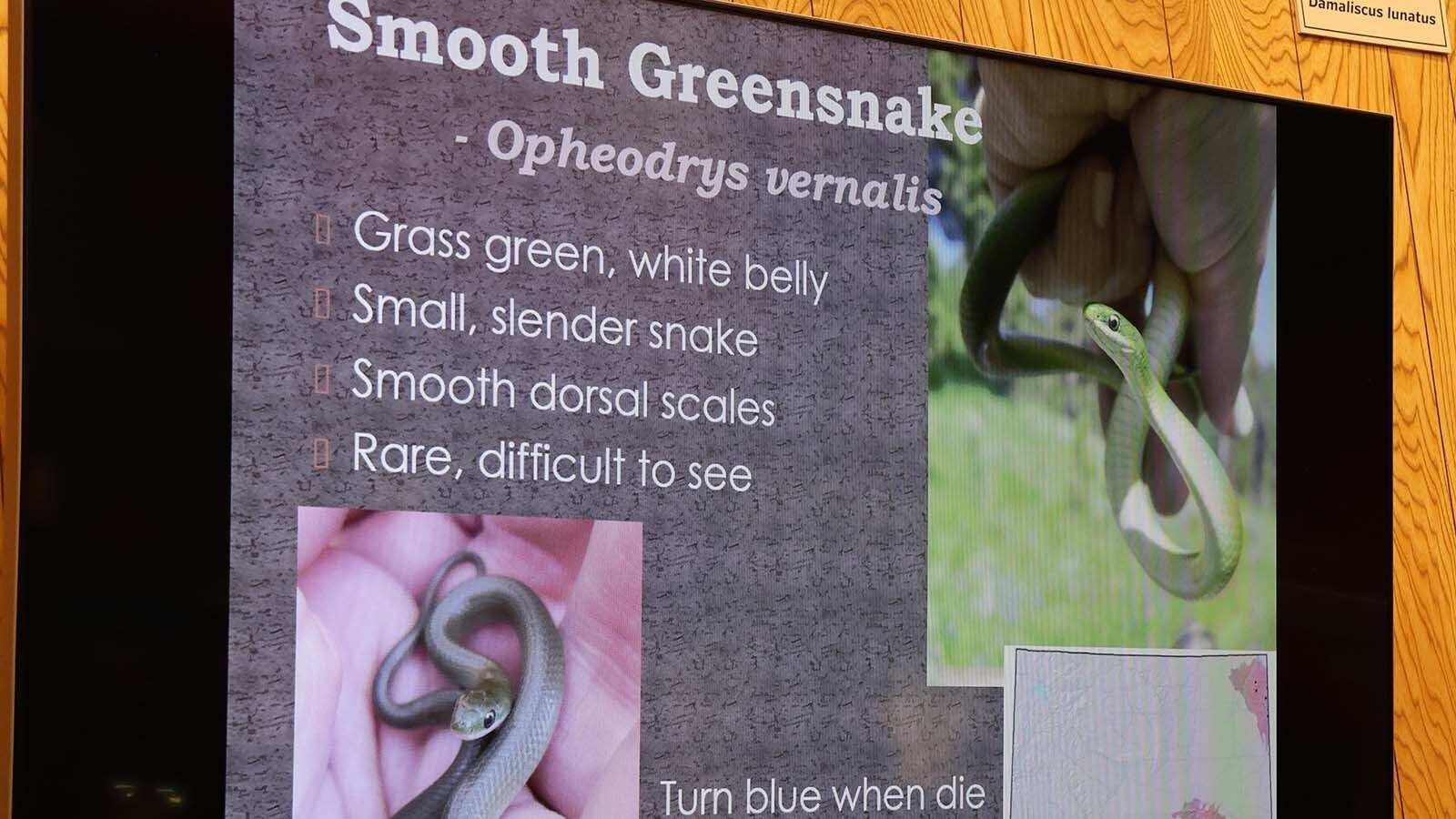 The smooth greensnake loves the grass in upper elevations. When it dies, it turns blue.