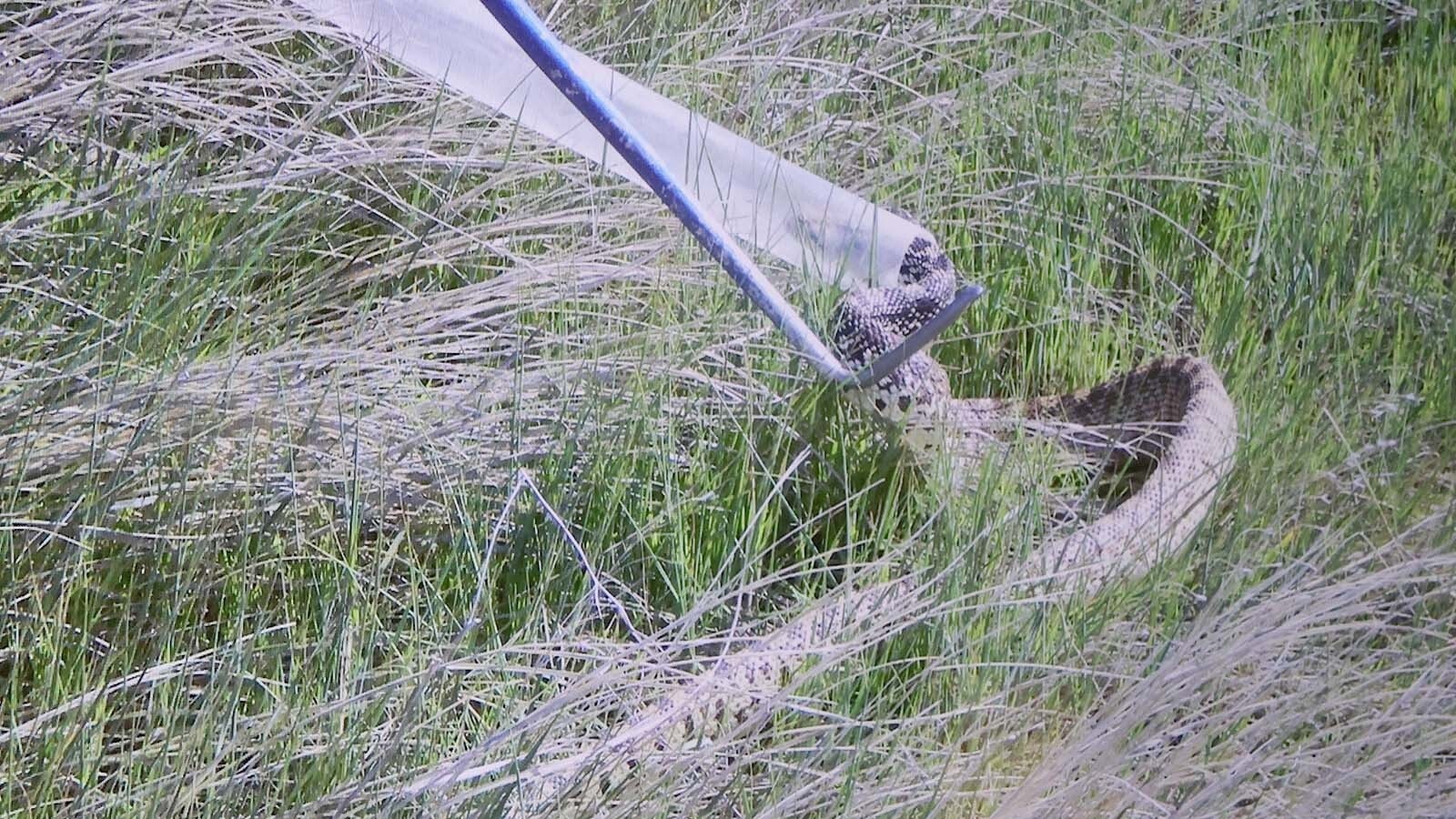 Herpetologist Charlotte Snoberger said the right way to handle venomous snakes is with a tube.