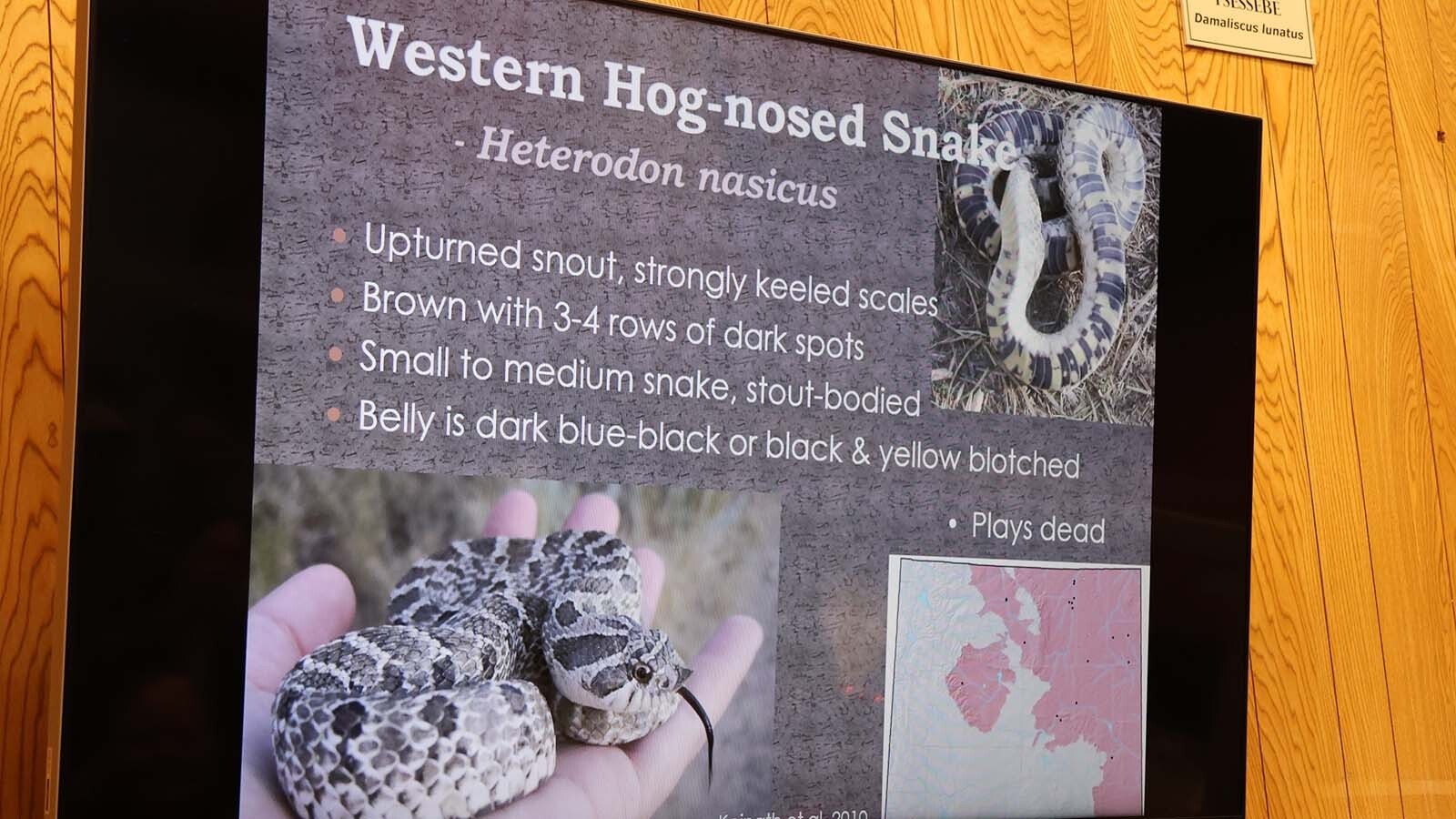 The western hognose snake is a great actor how vomits and poops on himself and then rolls over and plays dead when scared.