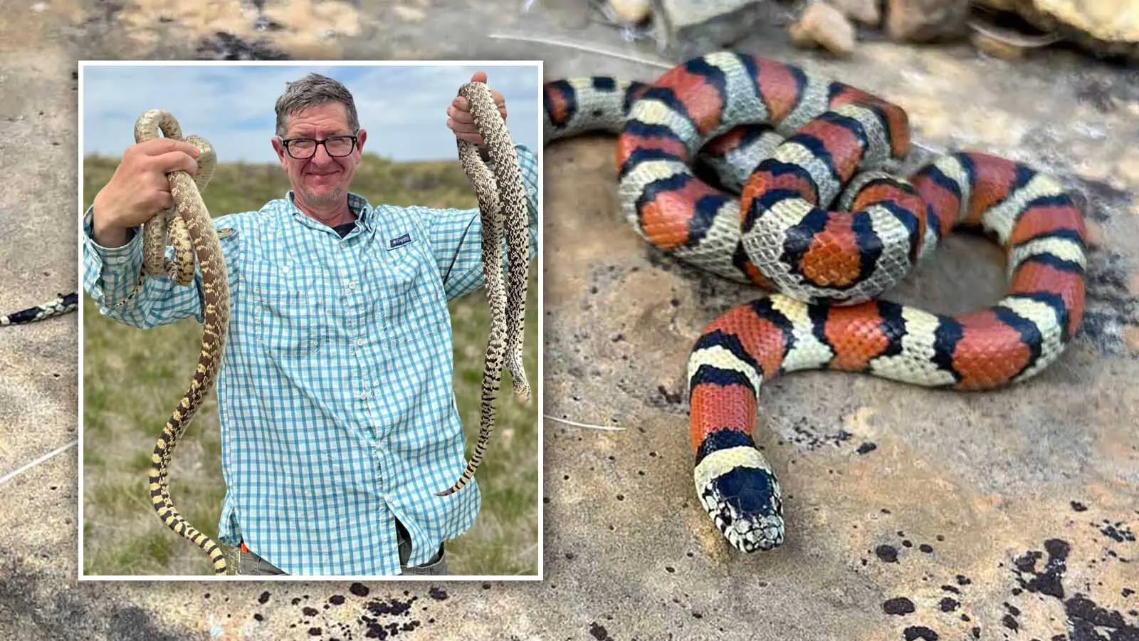 Matt Rasmussen, vice president of the Wyoming Herpetological Society, is an expert at herping, finding amphibians and reptiles in their native habitat. He is inviting others to safely search Wyoming for secretive creatures that are not as rare as you may think — only good at hiding.