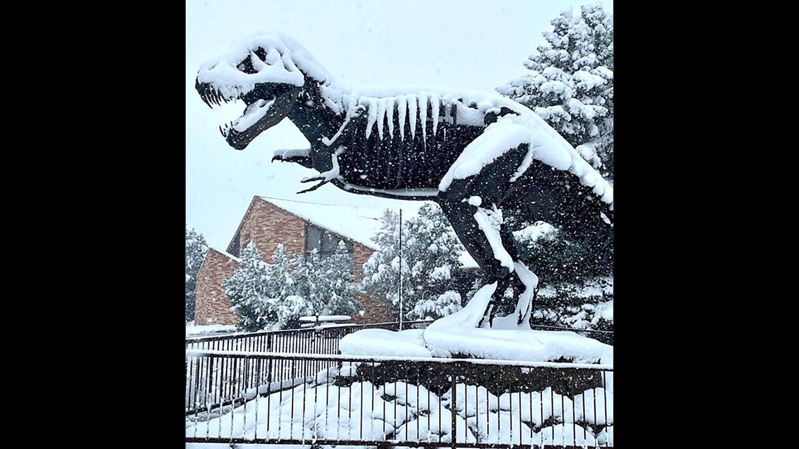 The T-rex outside the Tate Geological Museum in Cody doesn't seem to be affected by the large, wet flakes of snow falling Tuesday afternoon, Oct. 29, 2024.