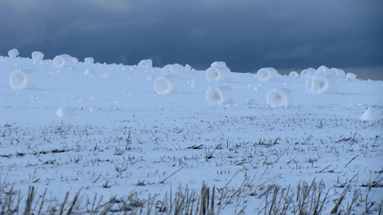 A field of snow rollers about 18 inches tall or more.