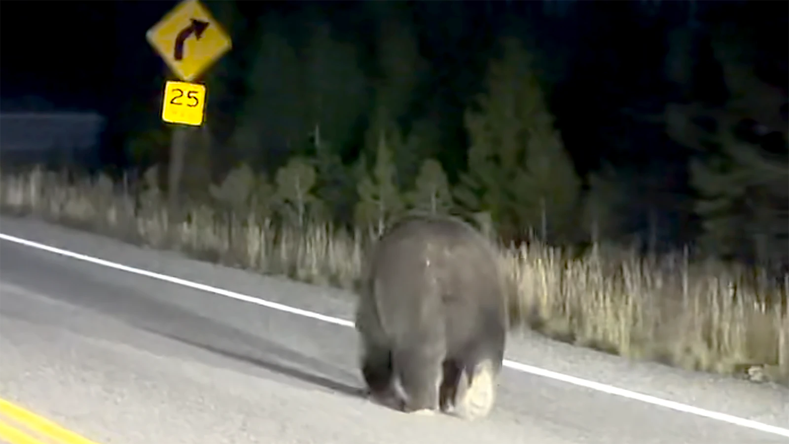 Snow, one of Yellowstone’s favorite grizzlies, appears to have been piling on the pounds. One of her fans described her as “bootylicous.”