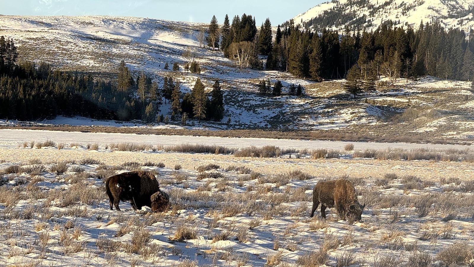 Two bison forage in the snow covering Swan Lake Flats with the Gallatin Range in the background.