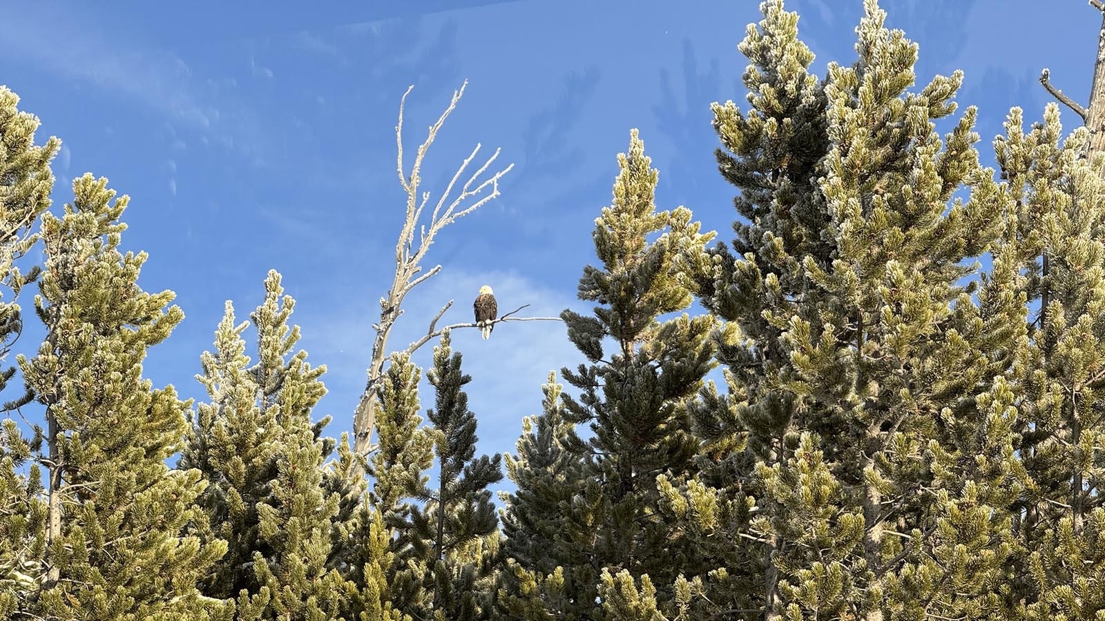 A bald eagle spotted through the window of a Yellowstone snowcoach.