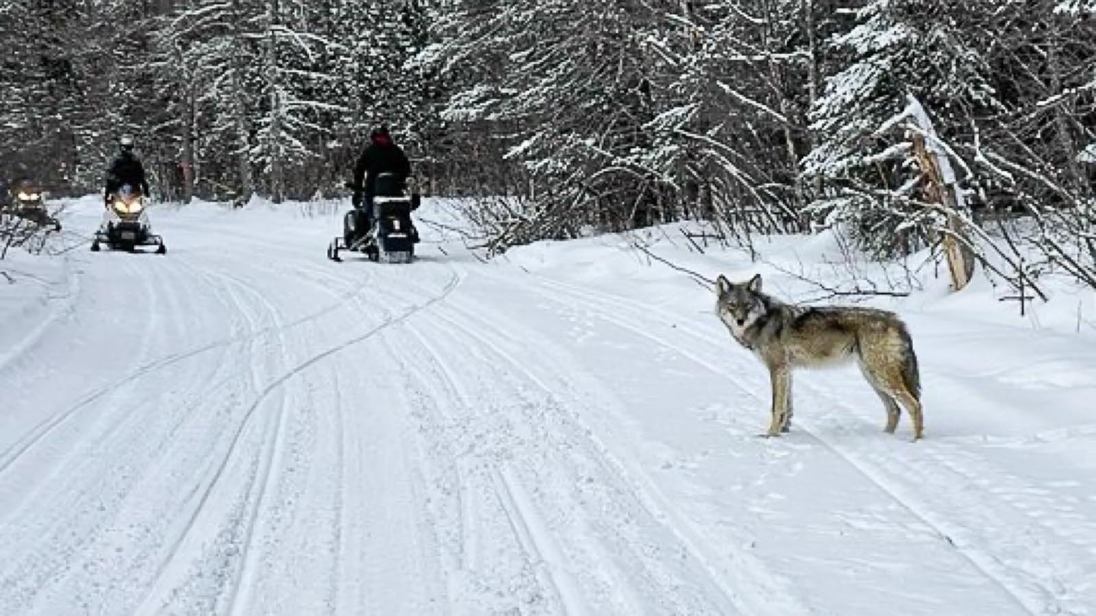 A wolf comes across a pair of snowmobilers in this photo posted by the Voyageurs Wolf Project in 2022. These snowmobilers didn't harm the wolf, but a recent incident with a wolf run down by a snowmobile in Wyoming has Congress considering a new law.