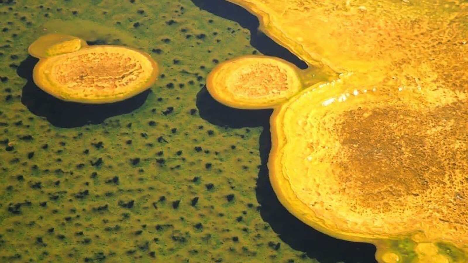 A widespread bacteria called "soap scum" grows in Yellowstone National Park's thermal pools that on the surface doesn't seem that unique. Ongoing studies into this complex organism are revealing that how it survives might also help humanity survive.