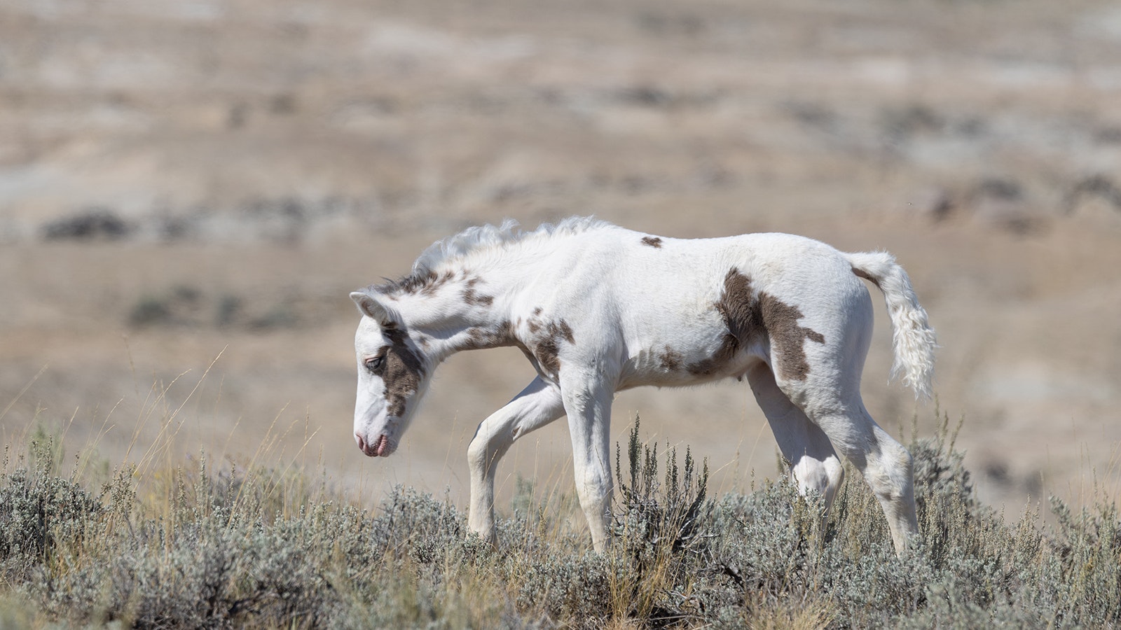 Fans of Thora, a 6-month-old filly from the McCullough Peaks mustang herd, are upset that the Bureau of Land Management opted to trap and remove her from the herd.