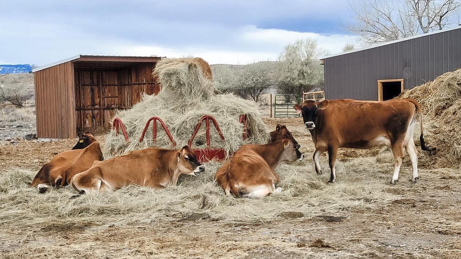 Some of the hippie cows that make Hippie Cow Creamery happen.