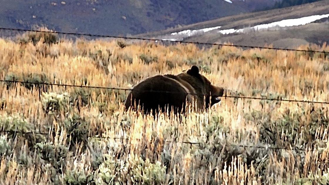 Wyoming Deputy Has Rare Encounter With Grizzly Near Kemmerer