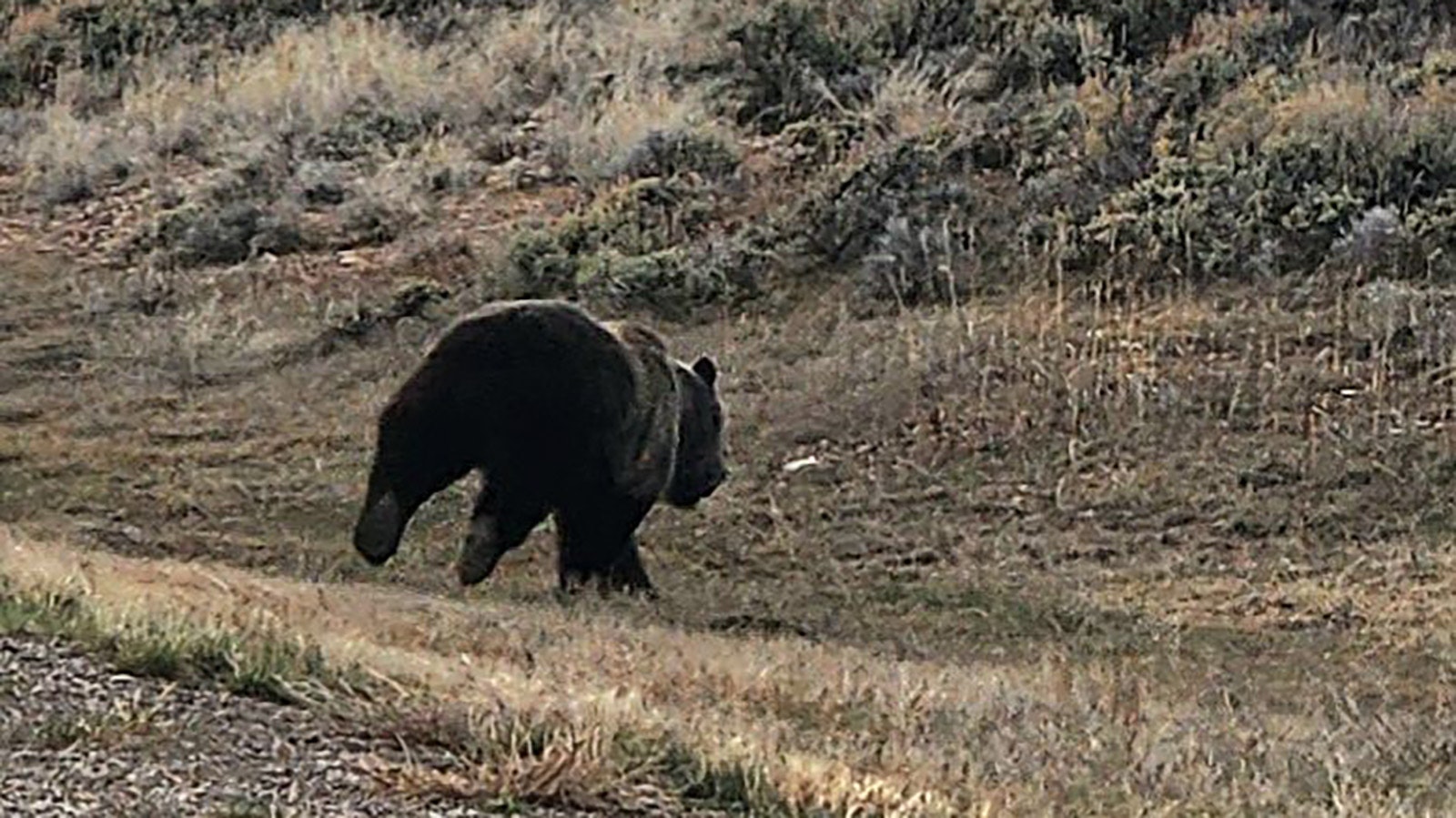Lincoln County Sheriff’s Deputy Caleb Ellis got some photos during a rare encounter with a grizzly bear near Kemmerer on Thursday afternoon.
