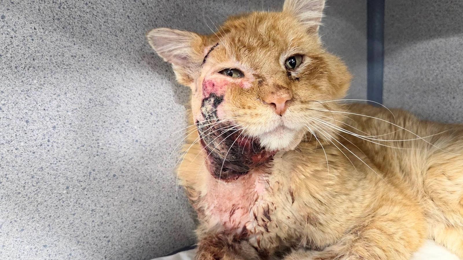 Spalding was starving, gravely hurt and hypothermic when he wandered into a Gillette home looking for help. Now, folks in northern Wyoming have rallied to help him recover and find a home.