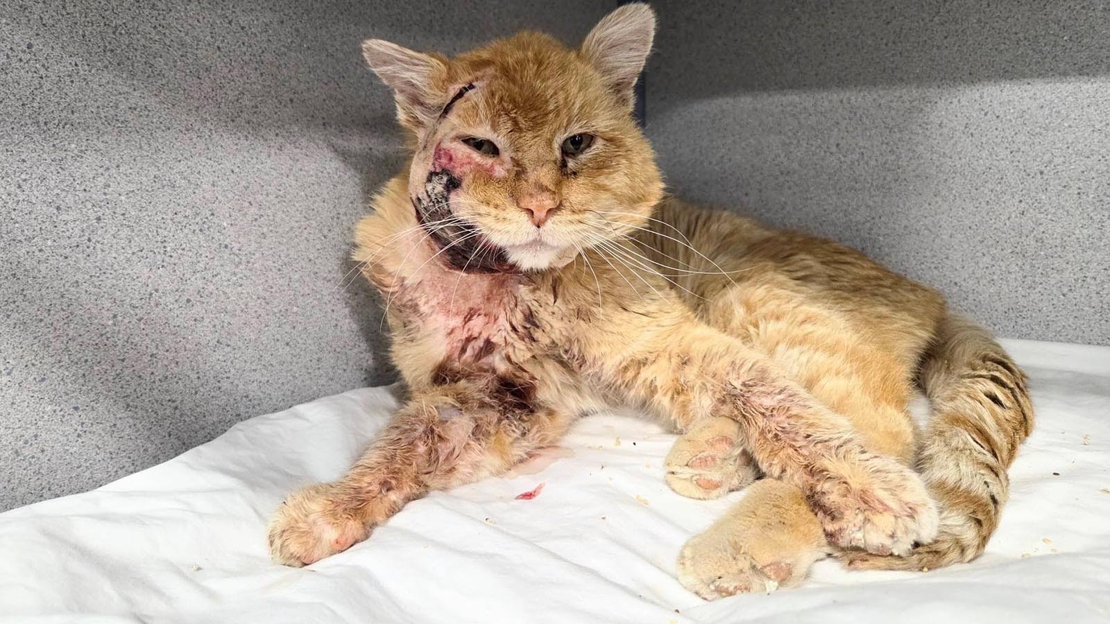 Spalding was starving, gravely hurt and hypothermic when he wandered into a Gillette home looking for help. Now, folks in northern Wyoming have rallied to help him recover and find a home.
