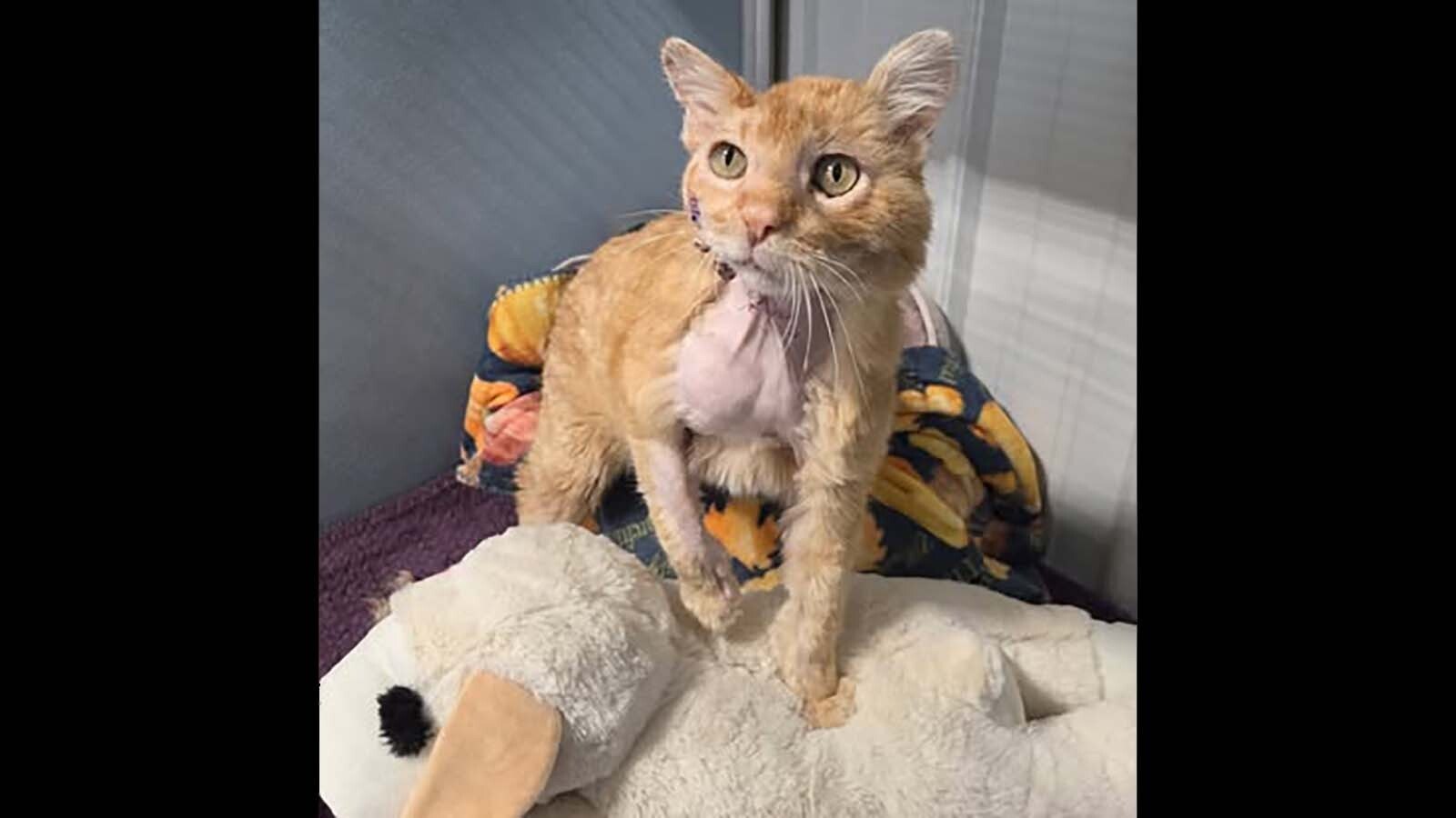 Spalding mid-way through his recovery at Second Chance Sheridan Cat Rescue. The shelter took to social media to ask for donations for Spalding's medical treatment and received over $10,000 in donations.