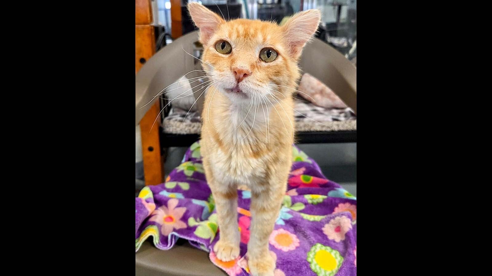 Spalding in June 2025, three months after his arrival at Second Chance Sheridan Cat Rescue. The 2-year-old cat was "looking at the light" when he arrived at the shelter with a serious infection on his face, but he has made a full recovery and is now available for adoption.