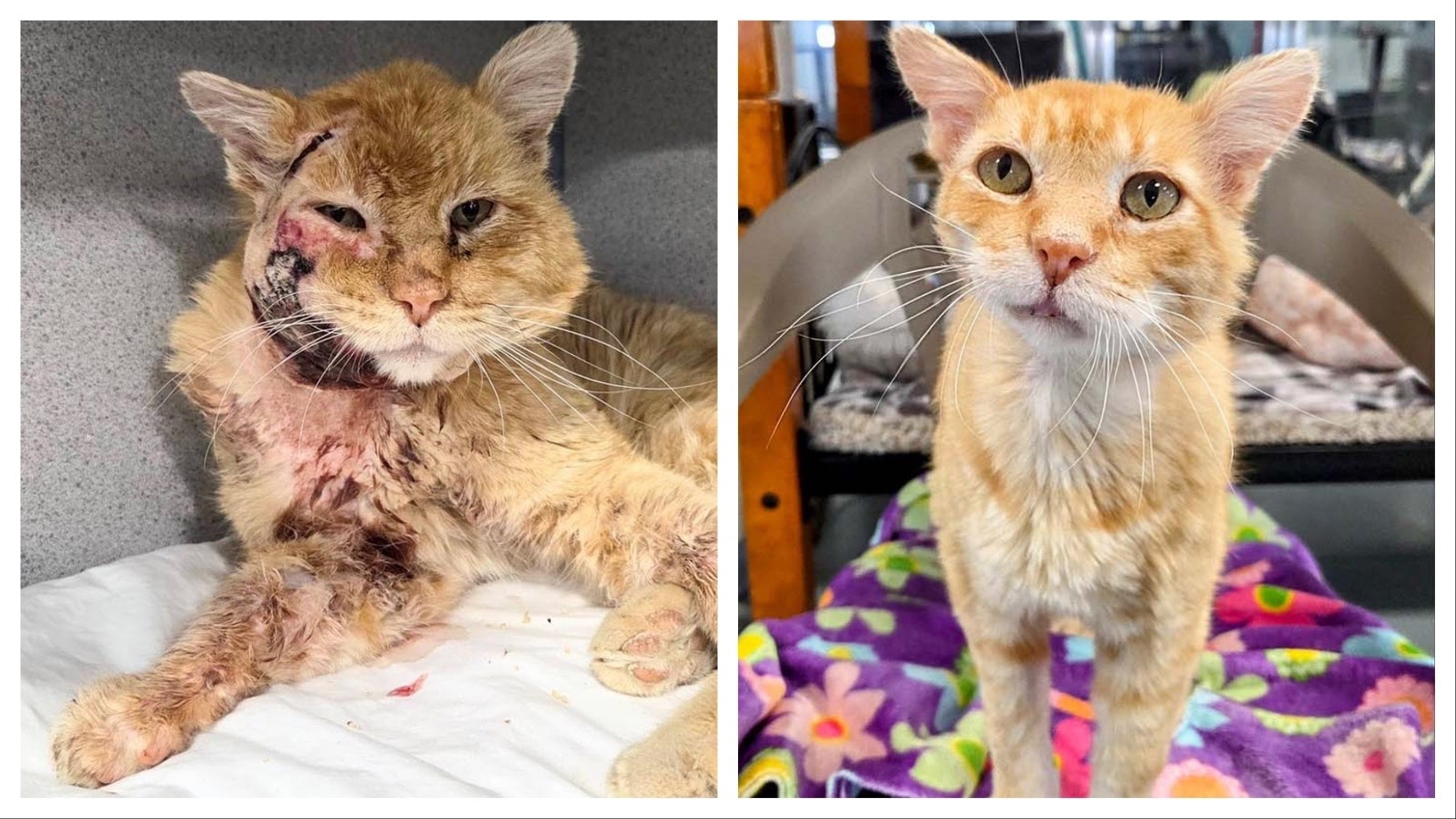 When Spalding walked into a Gillette home three months ago, he was near death — hypothermic and half his face had been destroyed by a huge abscess. Three months later, he’s beat the odds to make a full recovery.