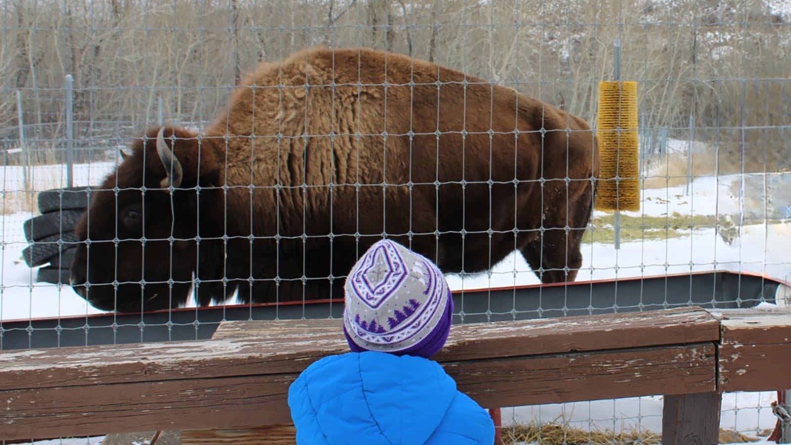 Speedy the bison died Thursday after spending 24 years as one of the best-known and beloved bison in the Greater Yellowstone Region. She was an animal ambassador at the Yellowstone Wildlife Sanctuary in Red Lodge, Montana, since 2005.