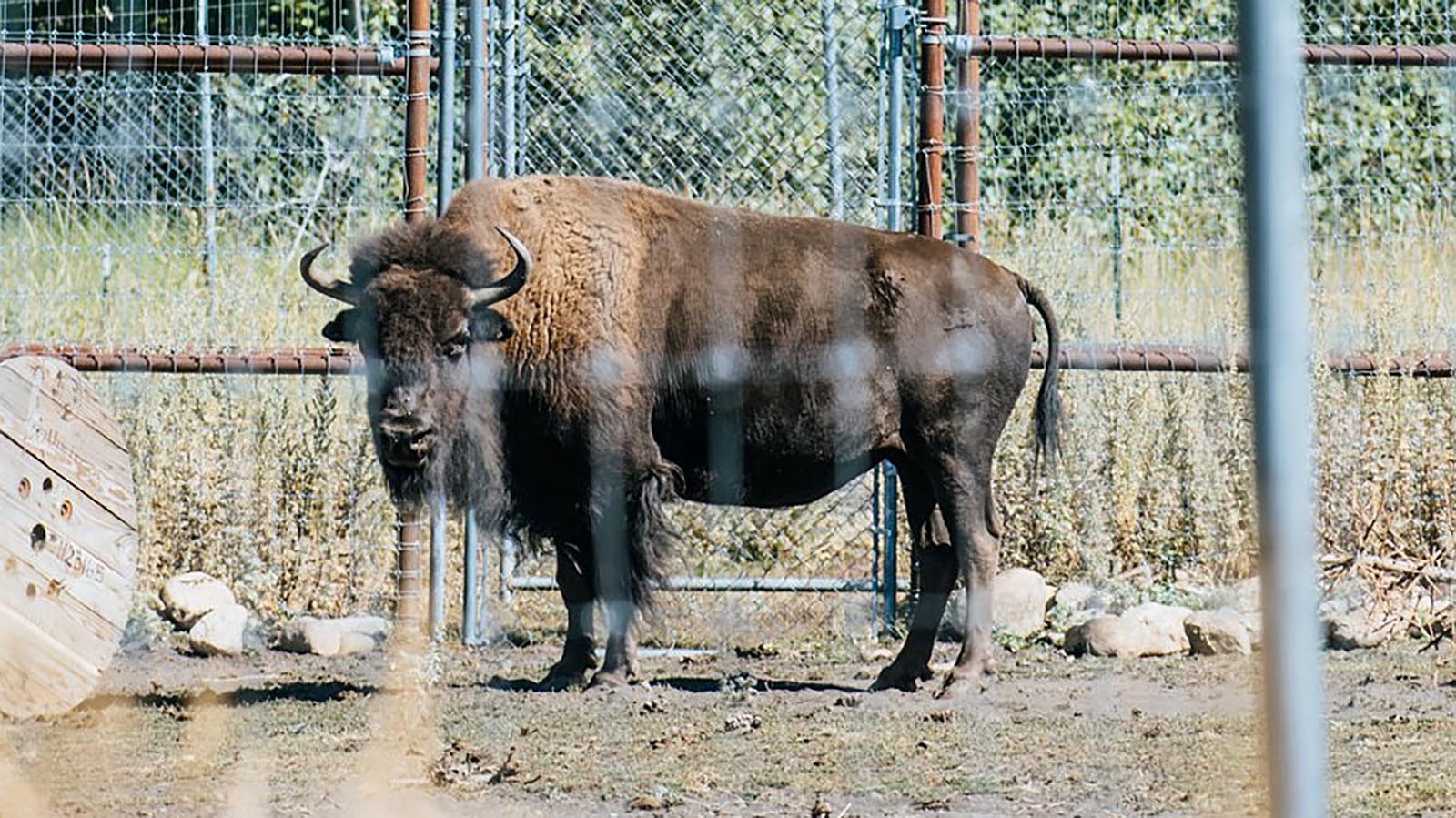 Speedy the bison died Thursday after spending 24 years as one of the best-known and beloved bison in the Greater Yellowstone Region. She was an animal ambassador at the Yellowstone Wildlife Sanctuary in Red Lodge, Montana, since 2005.