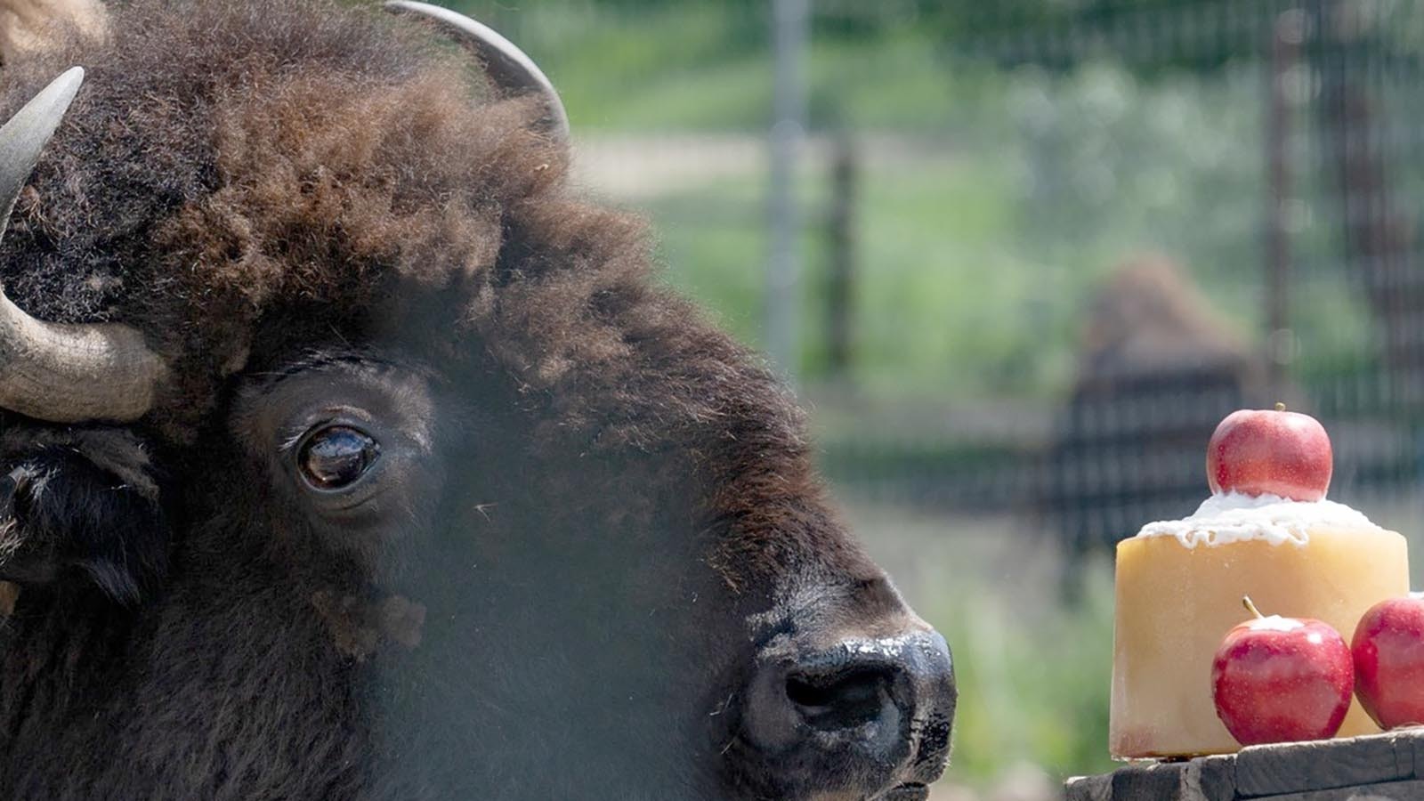 Speedy the bison died Thursday after spending 24 years as one of the best-known and beloved bison in the Greater Yellowstone Region. She was an animal ambassador at the Yellowstone Wildlife Sanctuary in Red Lodge, Montana, since 2005.