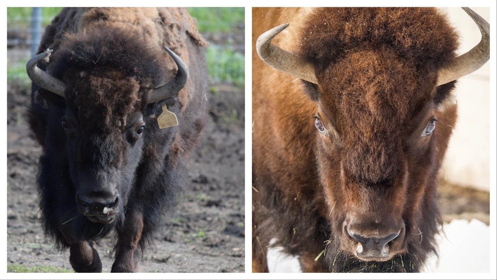 Speedy the bison died Thursday after spending 24 years as one of the best-known and beloved bison in the Greater Yellowstone Region. She was an animal ambassador at the Yellowstone Wildlife Sanctuary in Red Lodge, Montana, since 2005.