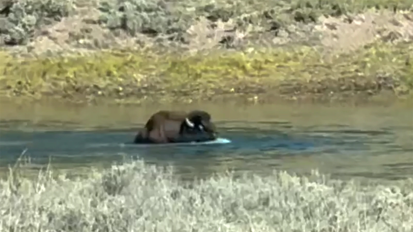 Visitors in Yellowstone National Park are worried about what’s wrong with “the spinning bison” in Hayden Valley. A wildlife photographer said the massive bull has "either injuries from a fight, near total blindness, neurological damage, or all the above."