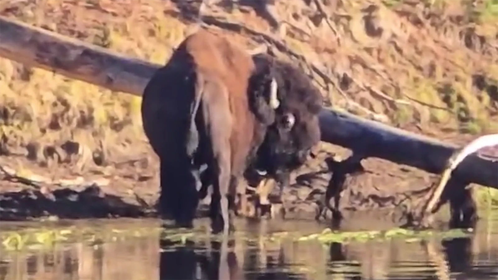 Visitors in Yellowstone National Park are worried about what’s wrong with “the spinning bison” in Hayden Valley. A wildlife photographer said the massive bull has "either injuries from a fight, near total blindness, neurological damage, or all the above."