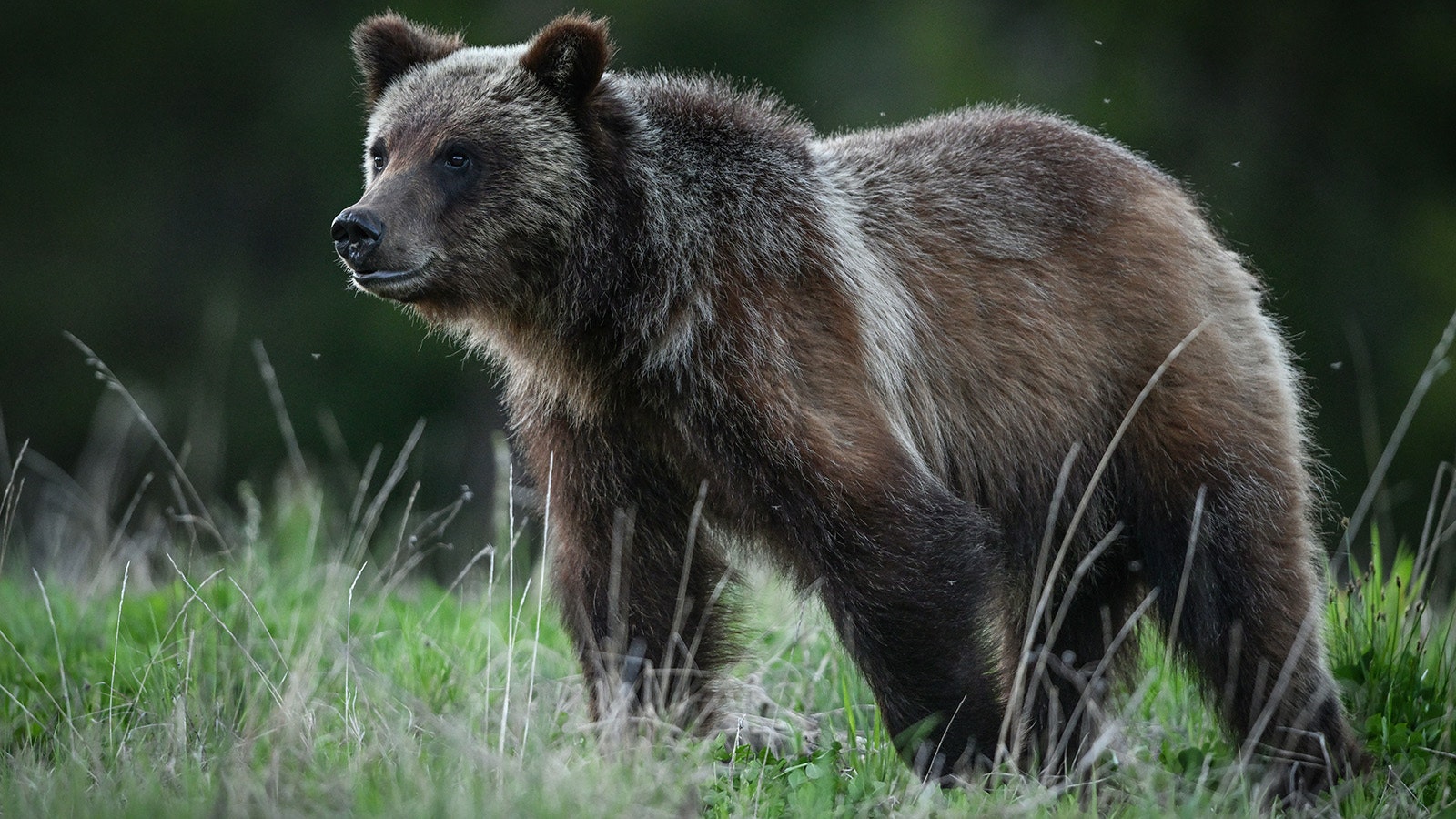Rumors started flying online Sunday that Grizzly 399’s final cub, Spirit, has been found alive and identified through DNA. Wyoming wildlife officials say don’t believe it, that it’s a bogus story.