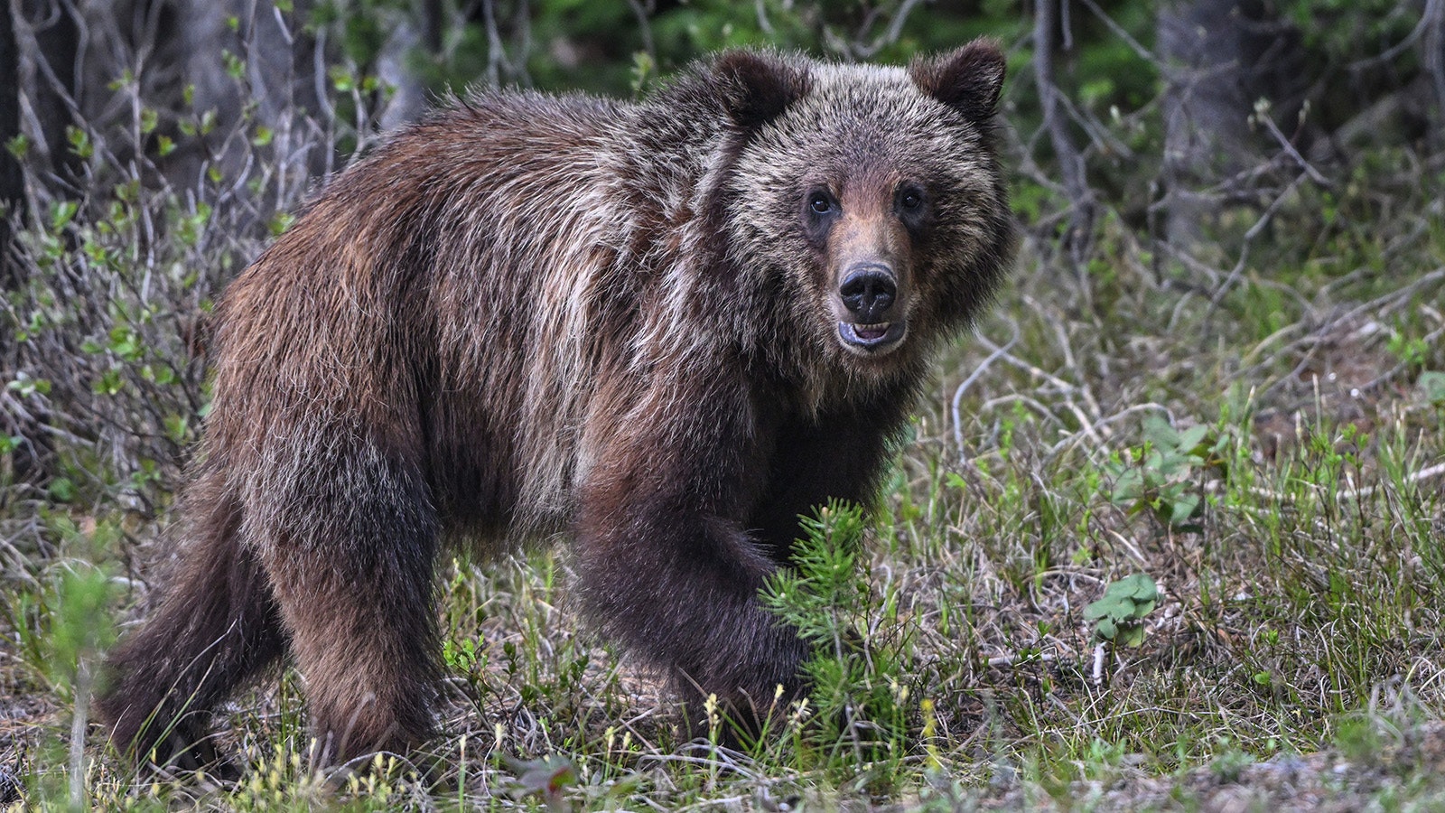 Spirit is the sole cub born to Grizzly 399 in 2023. He’ll likely be kicked out on his own next May, as it’s normal for grizzlies to split from their mothers at about age 2.