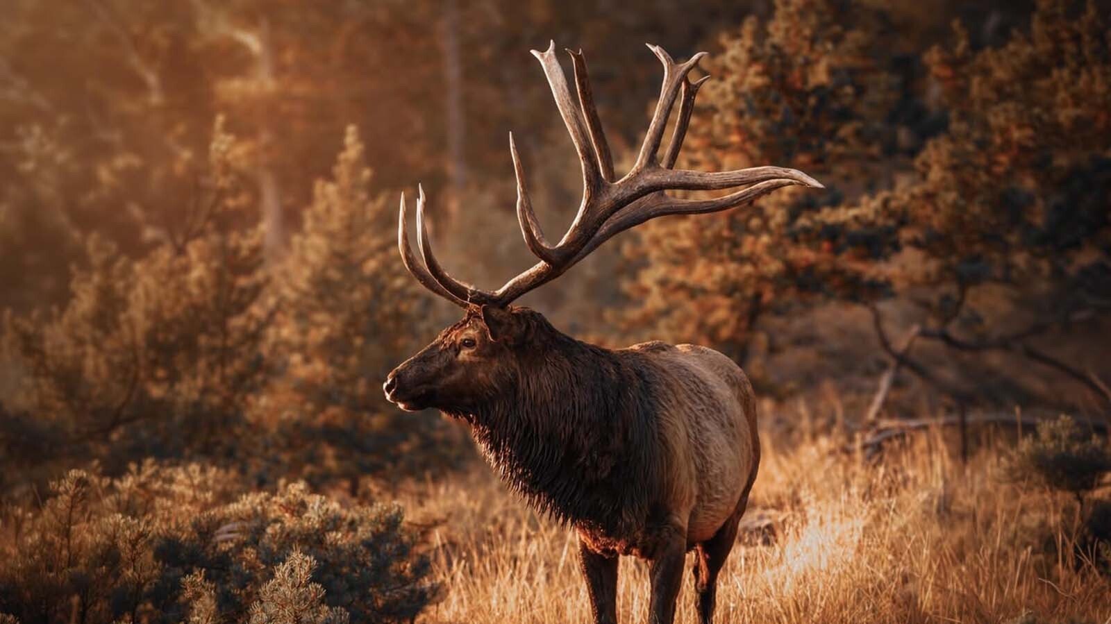 The Split 5 Bull, also called Atlas, was a dominant bull in the huge elk herd that hangs around Estes Park, Colorado. The bull was legally shot by a hunter this fall.
