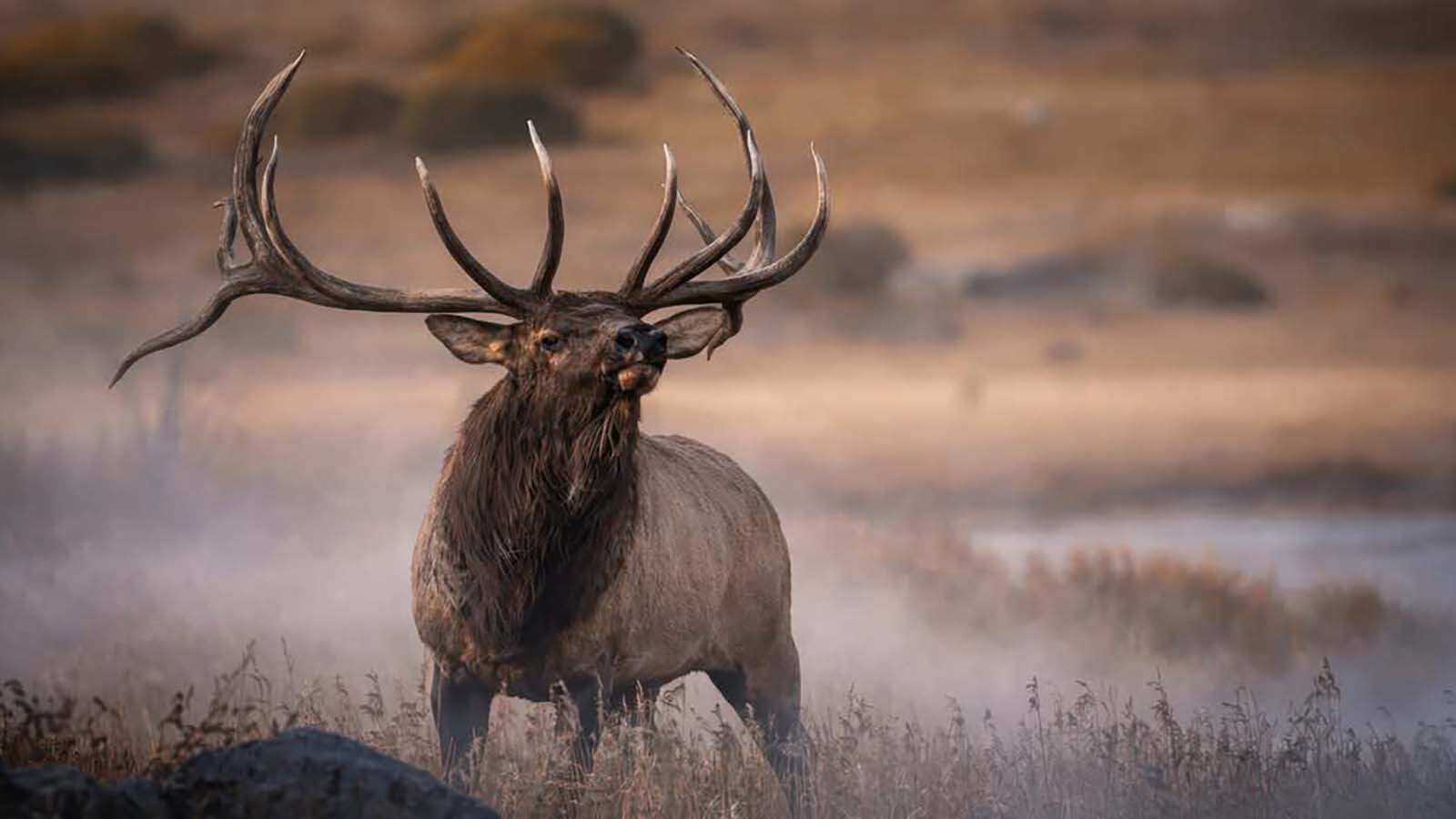 The Split 5 Bull, also called Atlas, was a dominant bull in the huge elk herd that hangs around Estes Park, Colorado. The bull was legally shot by a hunter this fall.