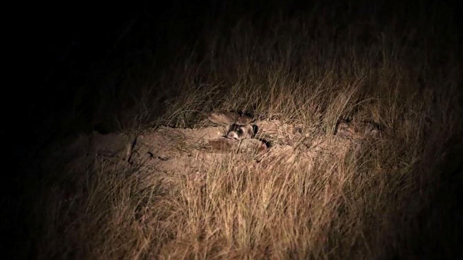 A black-footed ferret is observed at night with the use of a spotlight.