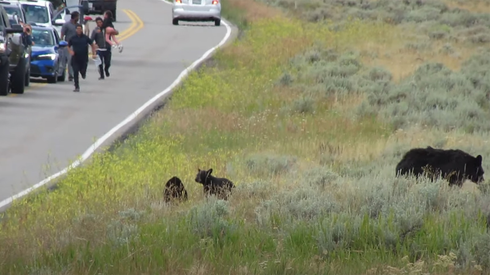 In this image from video, three men — including one holding a child — are in an all-out sprint toward a mama bear and her cubs on the side of a road in Yellowstone National Park.
