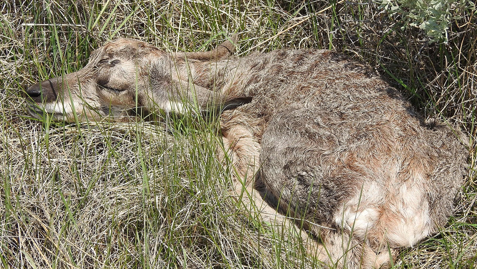 Stan Cannon found this sleeping newborn antelope fawn last spring on his family’s property near Squaretop Mountain in Sublette County. This year, he said there are no doe of fawn antelope there.