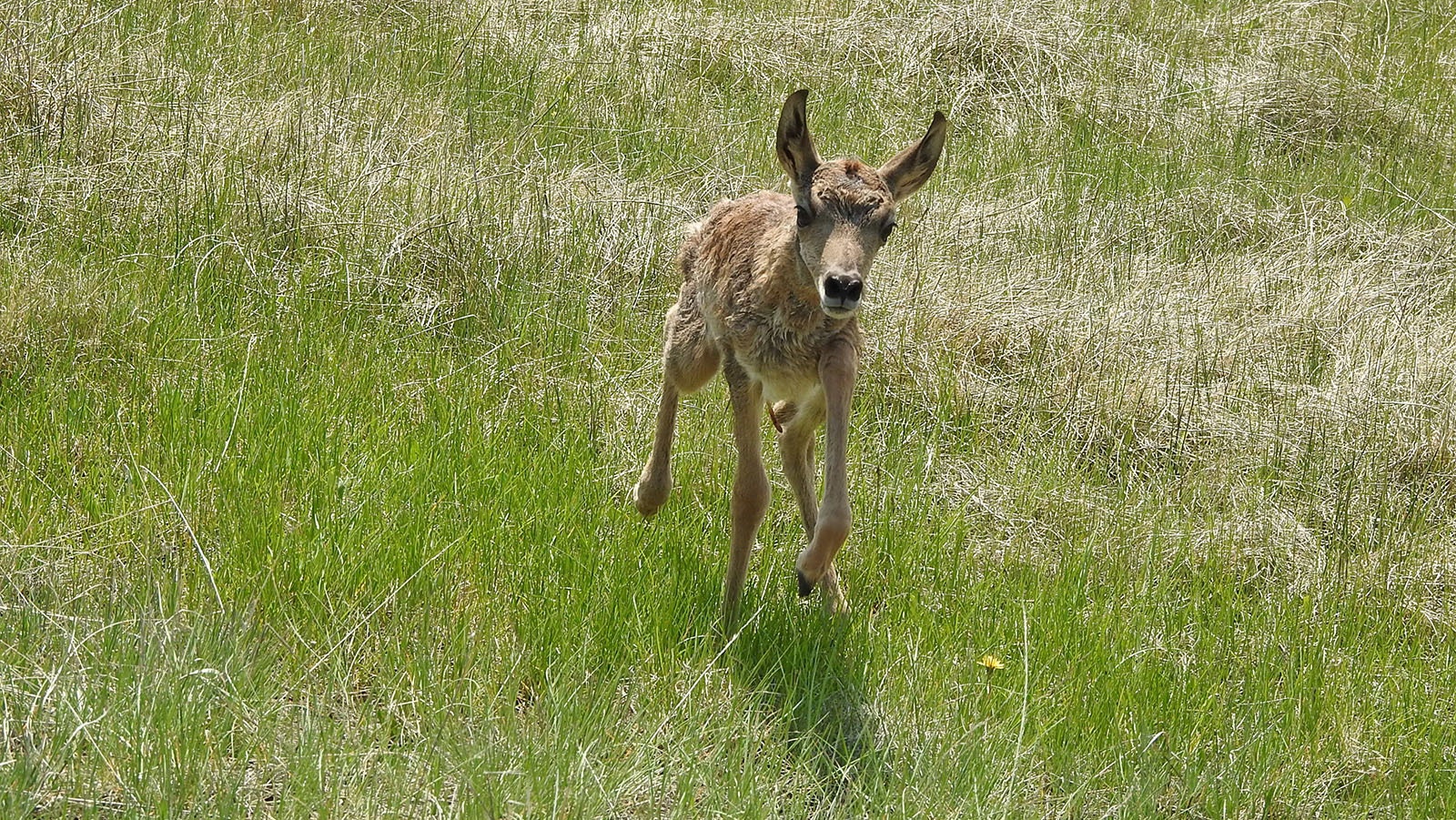 Stan Cannon said this newborn buck antelope had the tenacity to charge him last spring on his family’s property near Squaretop Mountain in Sublette County. This year, there are no doe or fawn antelope there.