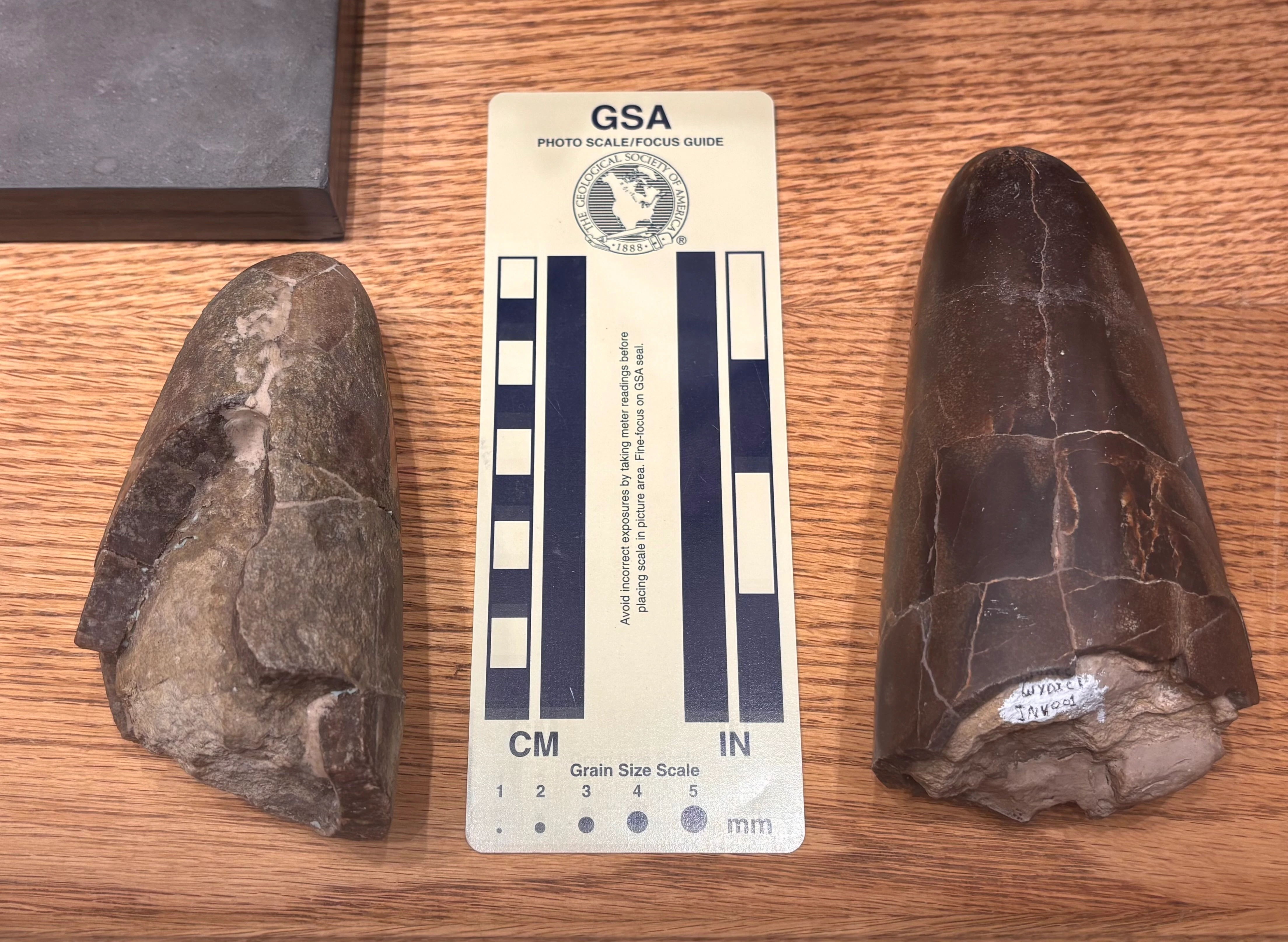 Two specimens of Wyoteuthis linsterorum, a 160-million-year-old belemnite from the Sundance Formation of Wyoming. These squids lived during the Jurassic Period, when an inland sea partially covered Wyoming.