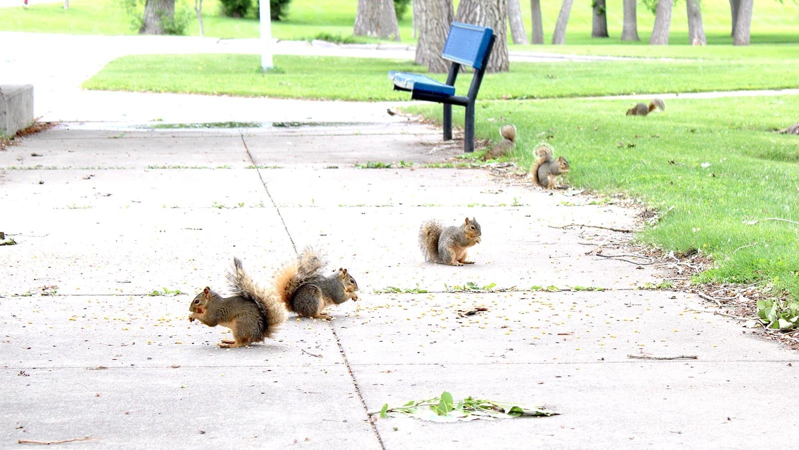 Squirrels in Holiday Park in Cheyenne have a snack Friday morning.