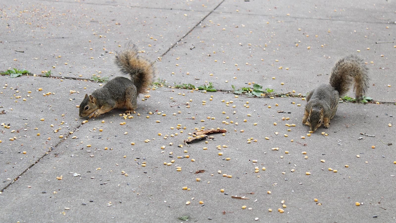 People have left corn for squirrels in Holiday Park in Cheyenne to eat.