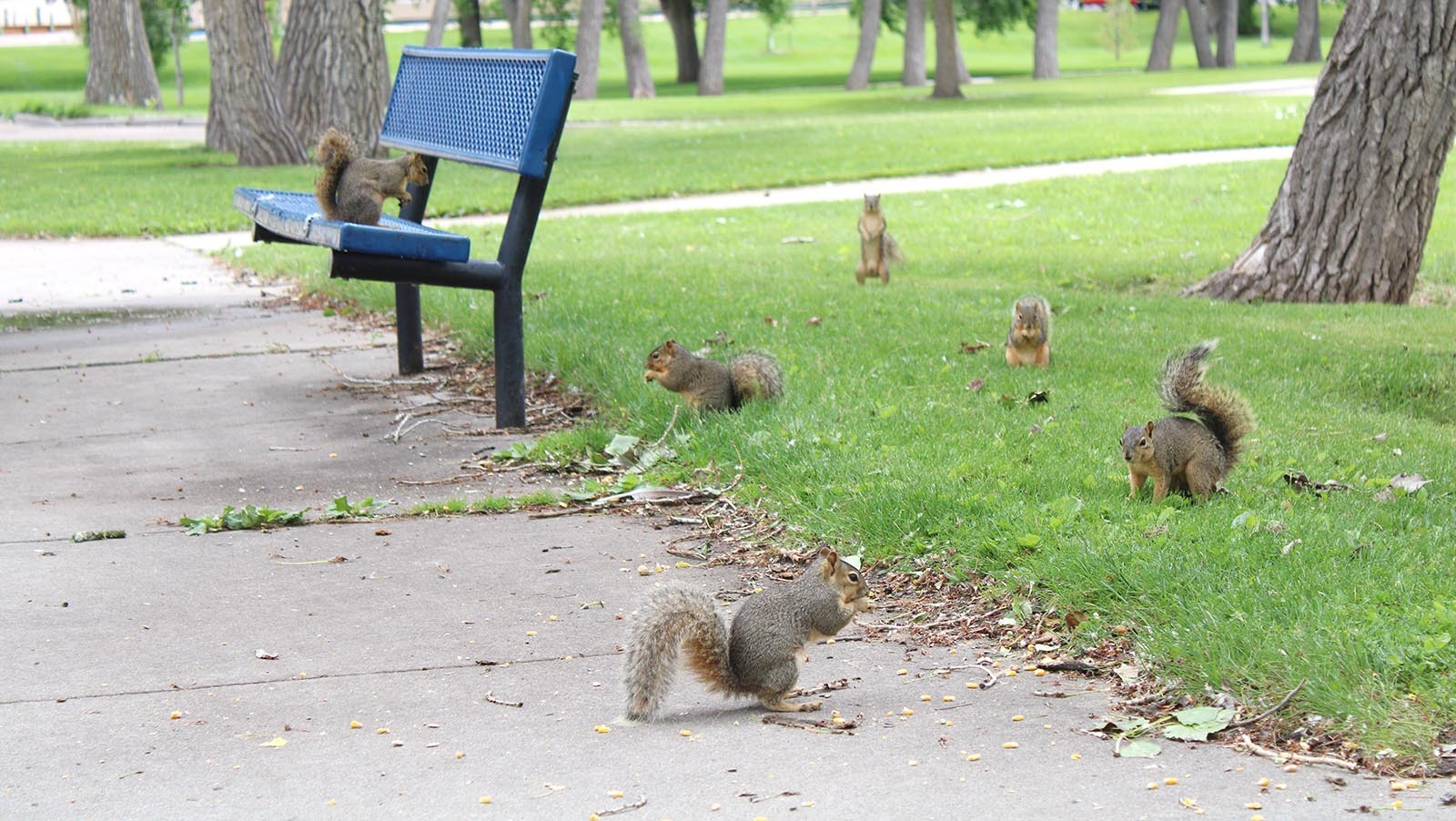 Squirrels find plenty of human-left food at Holiday Park in Cheyenne. The city is going to put up signs asking people to not feed the squirrels, which are becoming more aggressive.