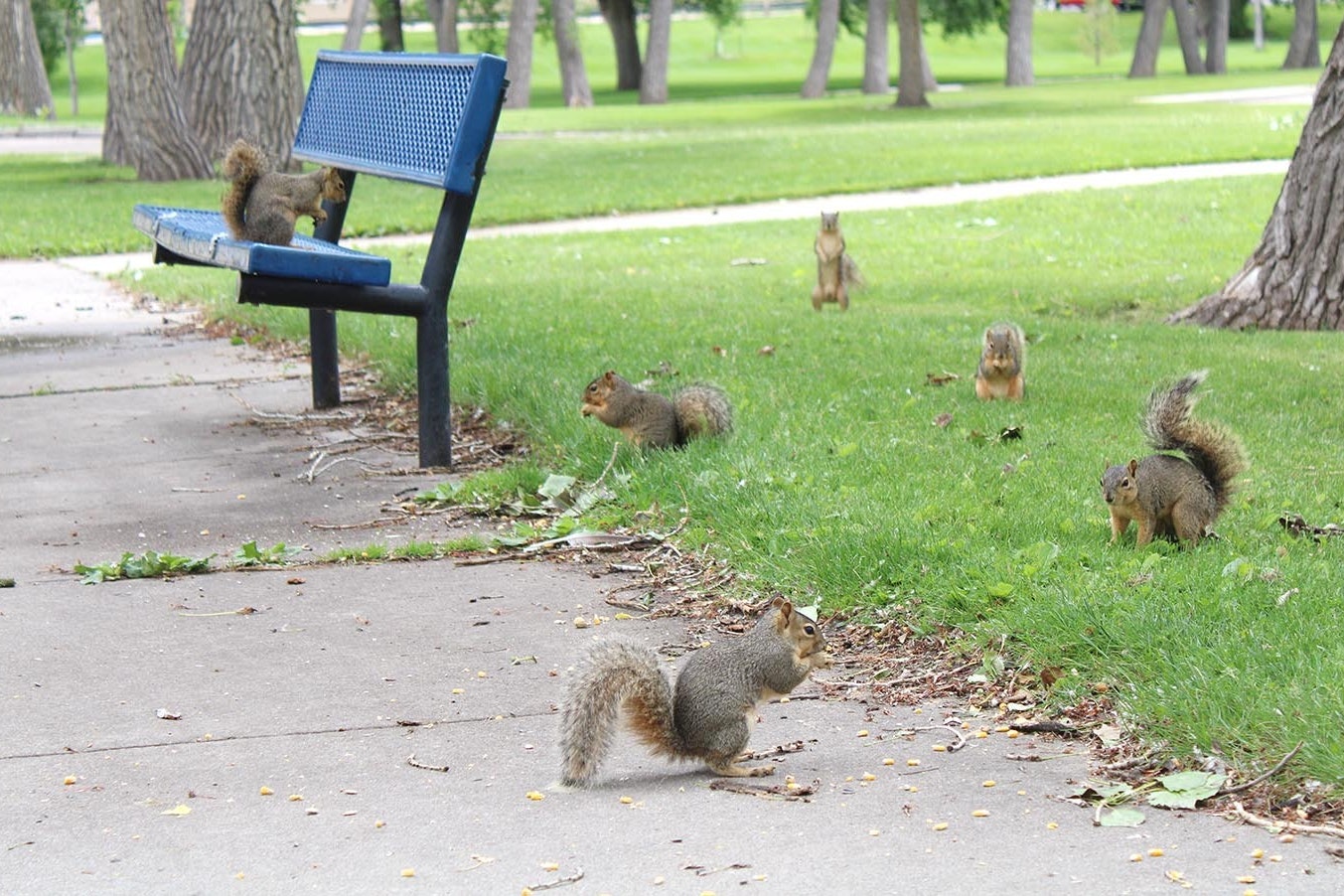Squirrels find plenty of human-left food at Holiday Park in Cheyenne. The city is going to put up signs asking people to not feed the squirrels, which are becoming more aggressive.