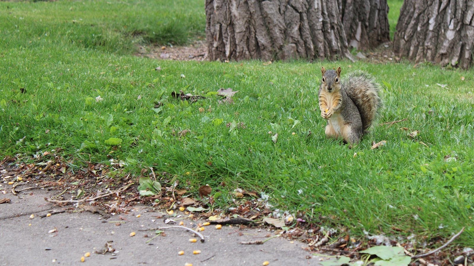 A Holiday Park squirrel takes a break from chowing down on corn.