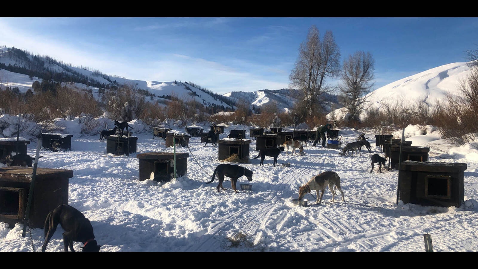 At Jackson Hole Iditarod headquarters, Frank Teasley owns some 203 dogs at his place in Granite Creek.