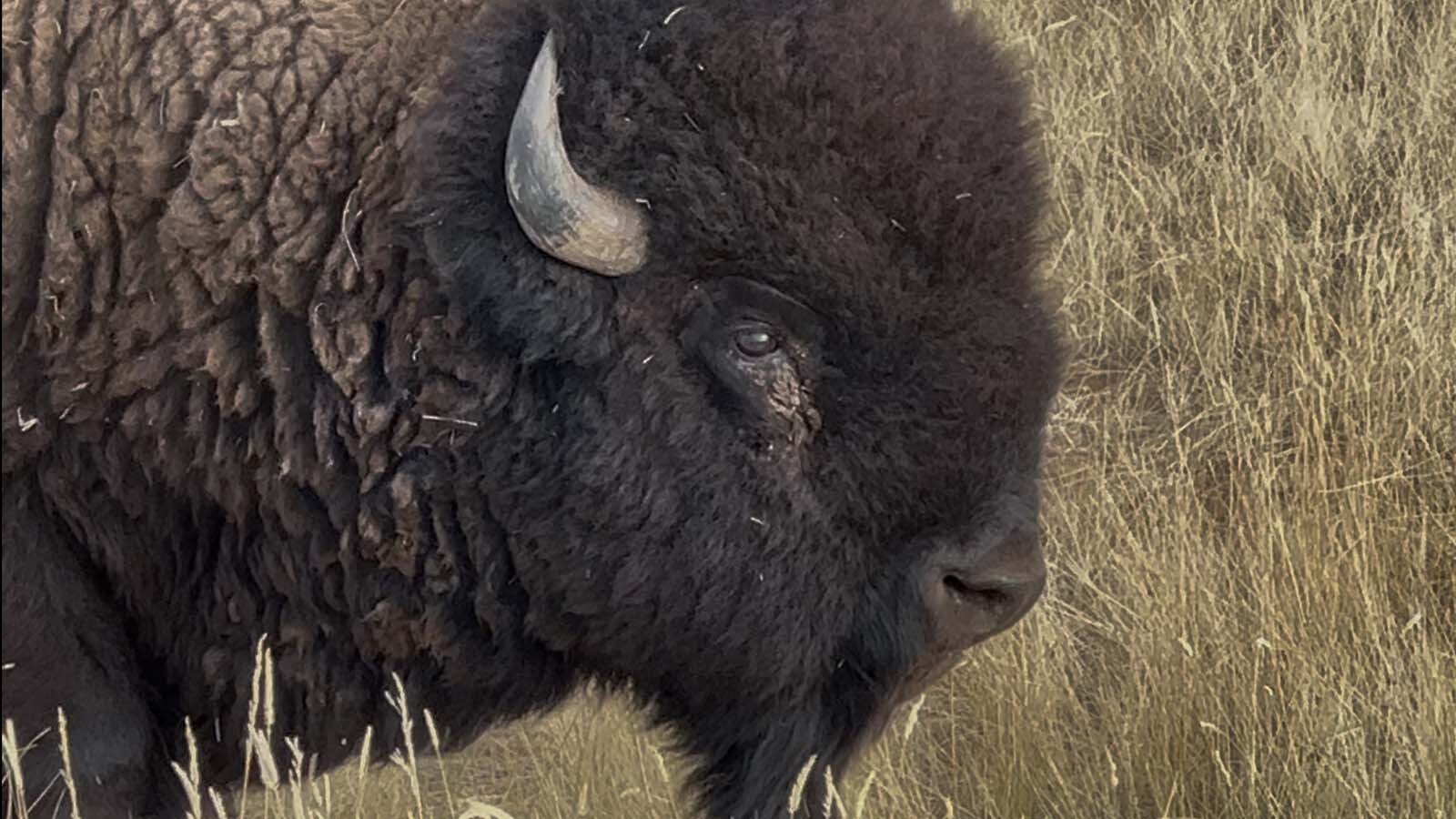 The bison of the Wyoming State Bison herd are not 100% wild, according to superintendent Chris Delay. They are used to people but he recommends keeping your distance because they can still be dangerous.
