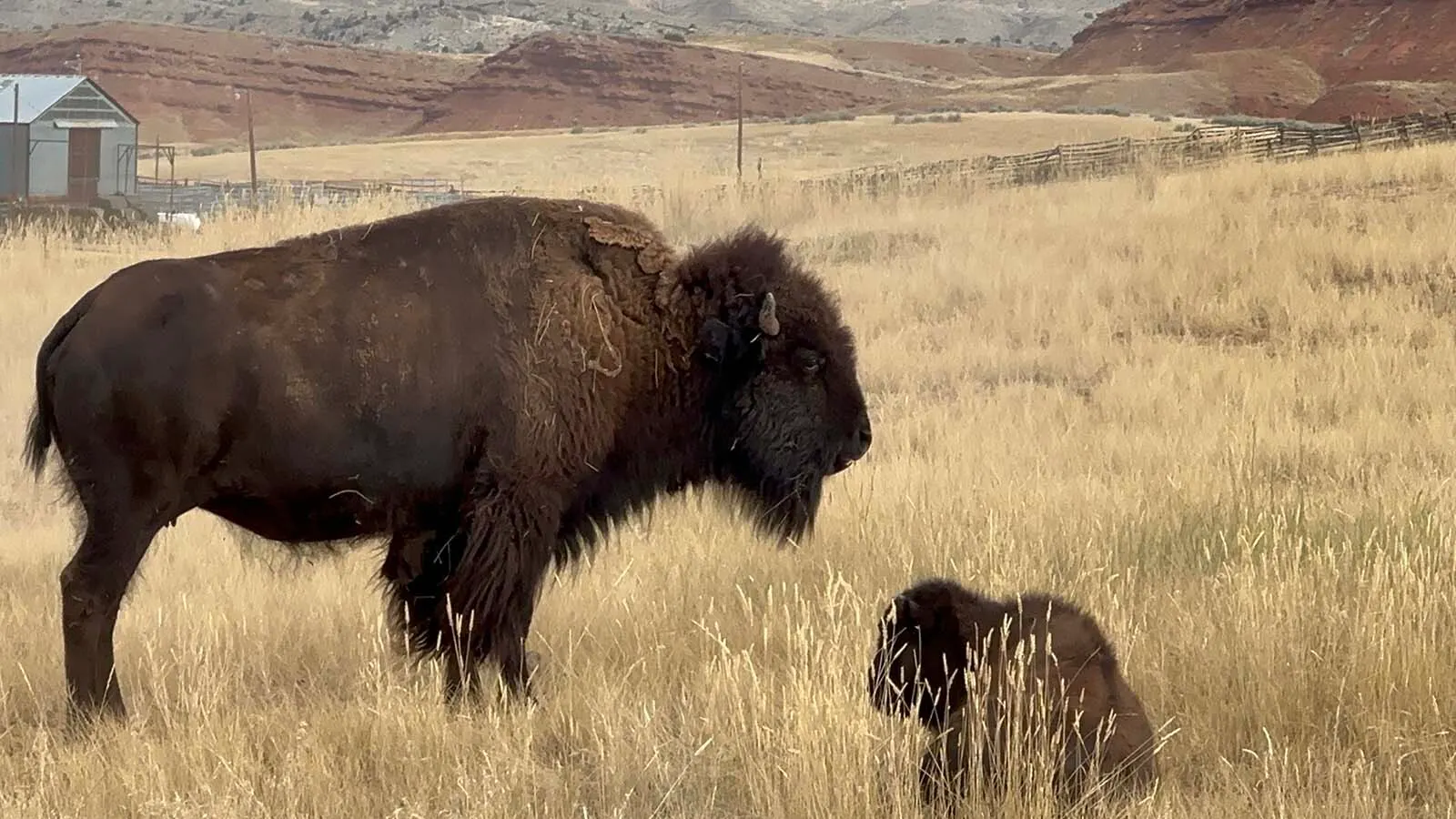 Meet Thunder & Lightning, The Bulls That Lead Wyoming’s Iconic State ...