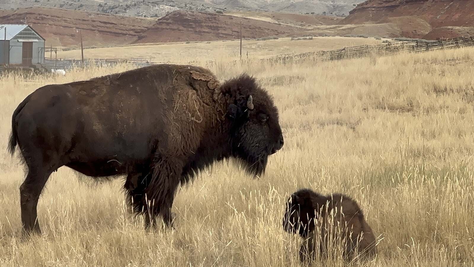 The bison of the Wyoming State Bison herd are not 100% wild, according to superintendent Chris Delay. They are used to people but he recommends keeping your distance because they can still be dangerous.