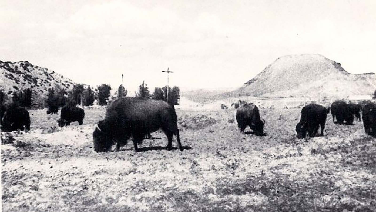 In 1916, bison returned to the Big Horn Basin in central Wyoming when a small herd was shipped by rail from Kansas. Although bred in captivity, old-timers said that the big bull reminded them of the wild bison that once were numerous in the area.