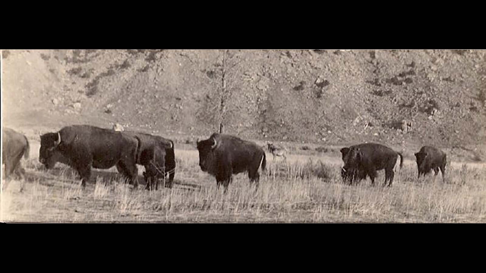 By 1918, the original Wyoming State Bison Herd was a common site at the Hot Springs Reserve (not the Hot Springs State Park). They had been brought back into the area as part of a conservation effort to preserve America’s heritage.