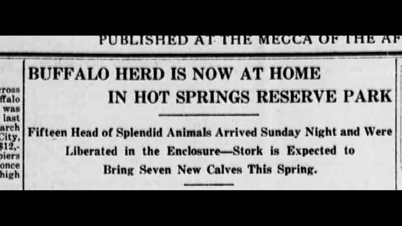 The arrival of fifteen bison to Thermopolis made headline news. The small herd of two bulls and thirteen cows were brought to their new home under the red bluffs of the Hot Springs Reserve (now the Hot Springs State Park). Their descendants still roam the Bison Pasture over 100 years later. The arrival of fifteen bison to Thermopolis made headline news. The small herd of two bulls and thirteen cows were brought to their new home under the red bluffs of the Hot Springs Reserve (now the Hot Springs State Park). Their descendants still roam the Bison Pasture over 100 years later.